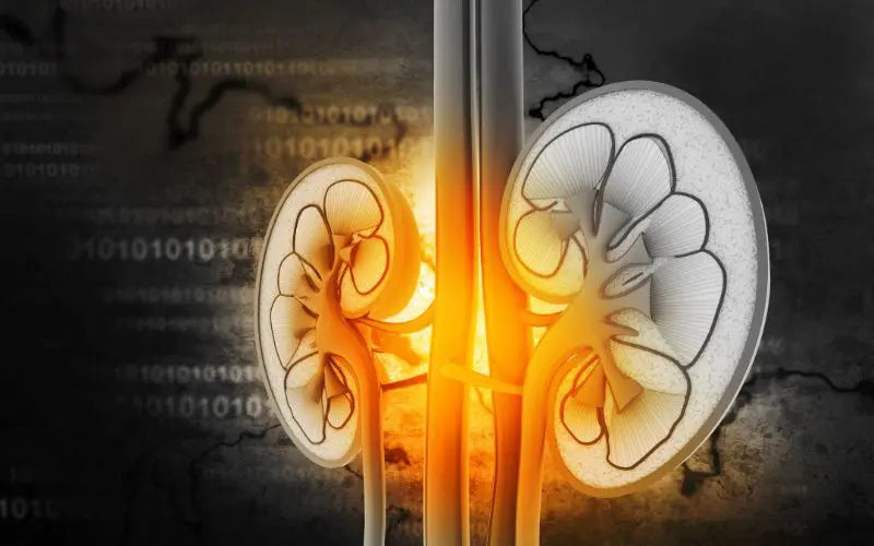 Kidney Function Panel