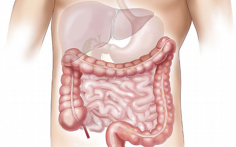 Liver Function Panel