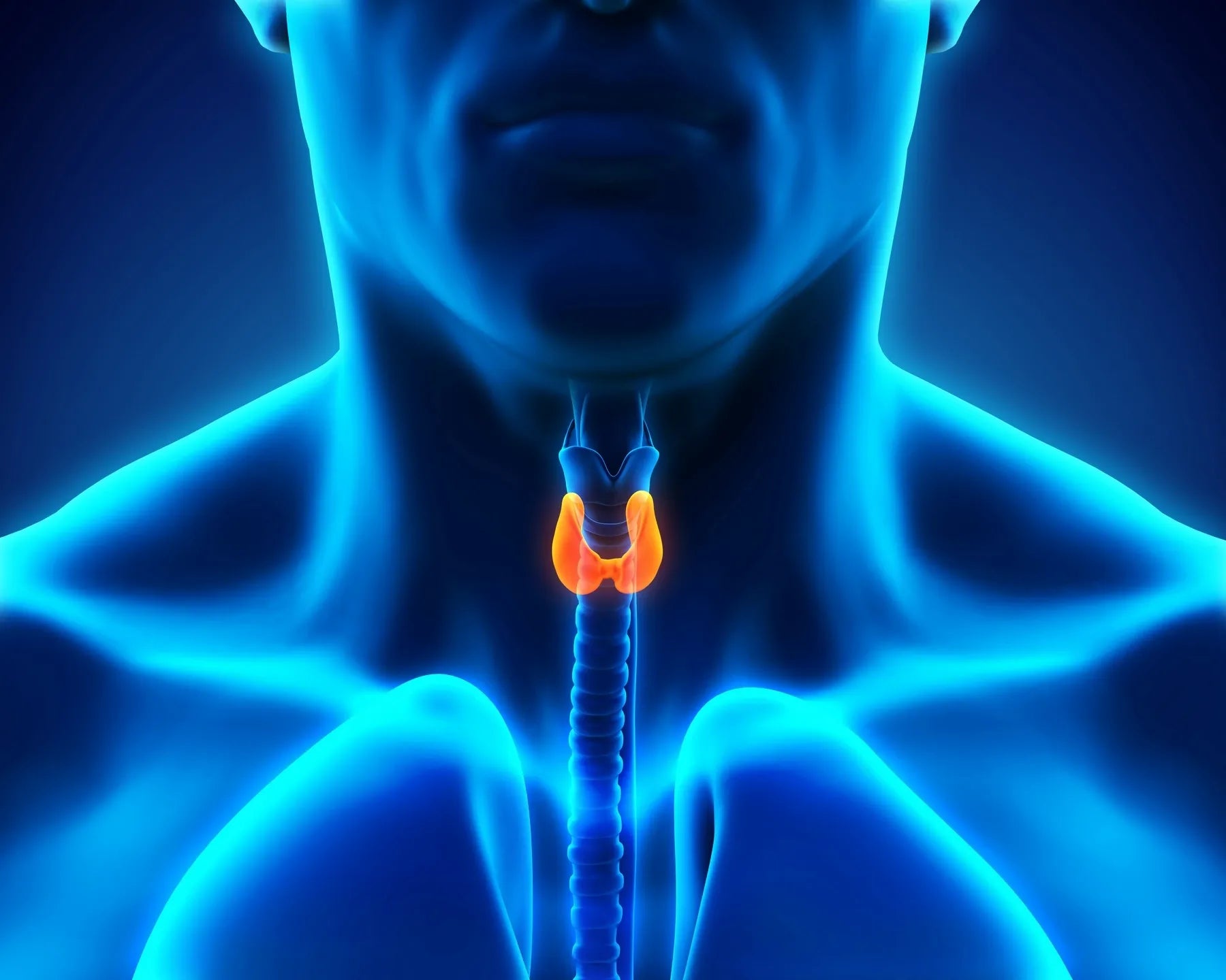 Thyroid Focus Panel