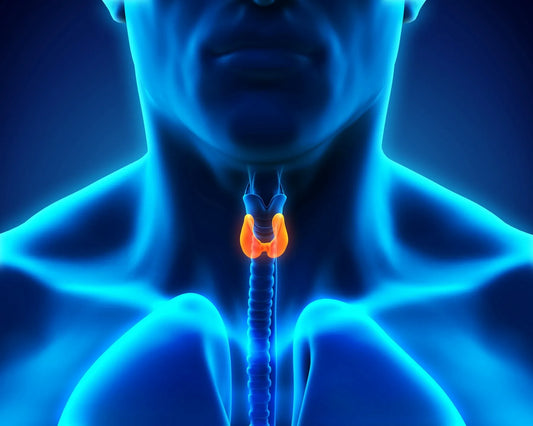 Thyroid Focus Panel